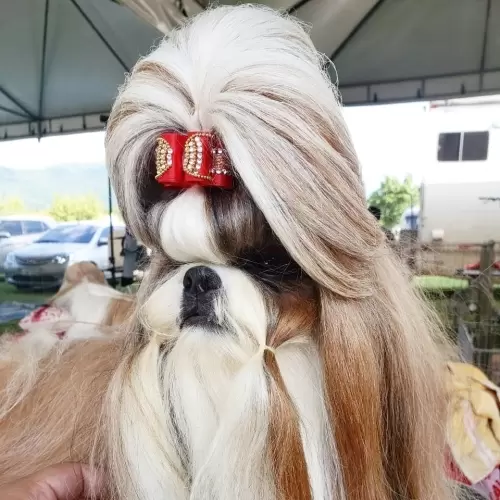 Canil Lions Ville Kennel