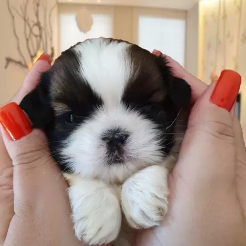 Canil Lions Ville Kennel