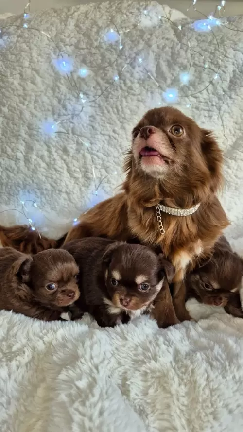 Canil Lions Ville Kennel